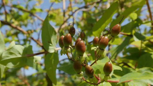 Tree branches of Sweet-amber tutsan with small berries 4K 2160p 30fps UltraHD footage - Herbal plant Hypericum androsa androsaemum shrub on the wind 3840X2160 UHD video 