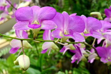 Tropical orchids
