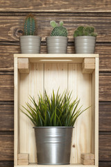cactus y caja de madera