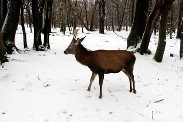 Junger Hirsch im Schnee