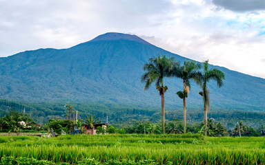 Rows of palm tree in the front of big mountain, captured from the middle of ricefield. This is Slamet mountain, in purwokerto, Central Java, Indonesia