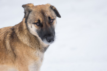 Outdoor portrait of cute mixed-breed, stray dog at winter season