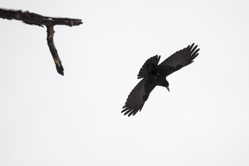 Graceful raven in fly spread it's wings againts dull skies