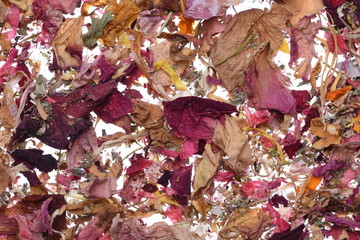 Dried Petal Flowers as Background