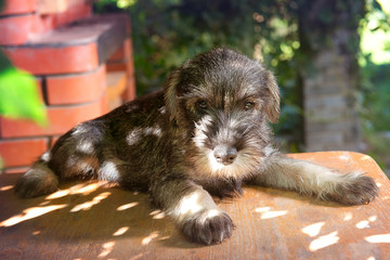 Schnauzer puppy playing in the garden