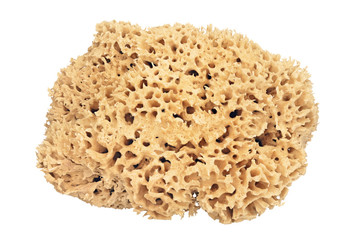 Natural Sea Sponge with clipping path