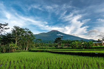 Mt. Slamet  in central java, Indonesia, beautifully captured with rice field as a foreground