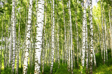 summer in sunny birch forest - 133329171