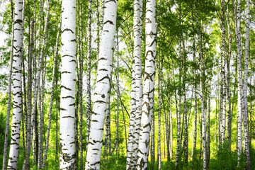 summer in sunny birch forest - 133329327
