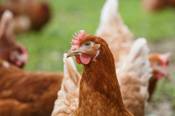 Free-range hens (chicken) on an organic farm