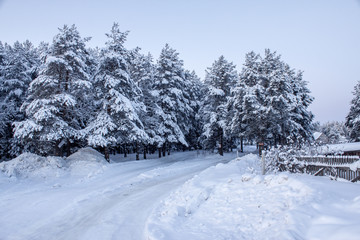 coniferous wood covered with snow winter evening