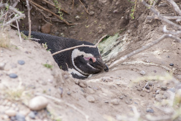 Magellanic Penguin of Punta Tombo Patagonia