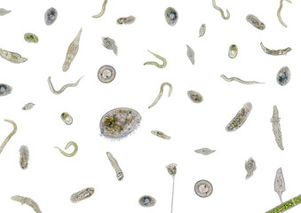 lots of various microorganisms