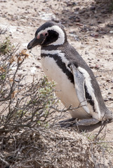 Obraz premium Magellanic Penguin of Punta Tombo Patagonia