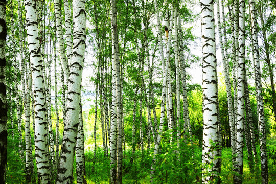 Fototapeta summer in sunny birch forest