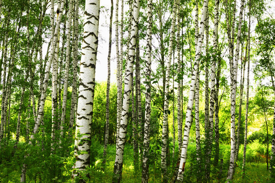 Fototapeta summer in sunny birch forest