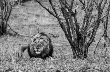 Grim Lion with big mane
