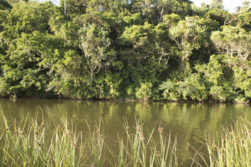 Fototapeta premium By the side of the river