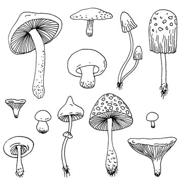 Set of Forest mushrooms - vector hand drawn sketch. Collection of different mushrooms with roots, real eatable and poisoned boletus