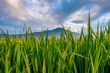 Green grass freshen the morning of mountain areas. A morning in Indonesia. Captured in purwokerto, Indonesia