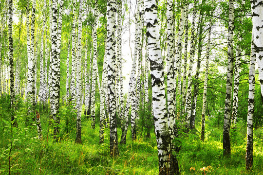 Fototapeta summer in sunny birch forest