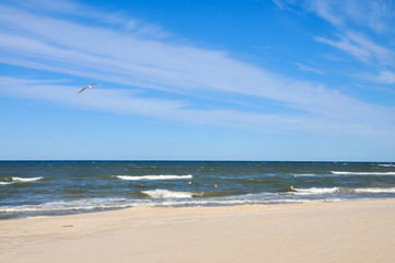 Fototapeta na wymiar seagull flying over Baltic sea