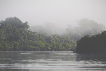 Amazon Rainforest, Peru, South America