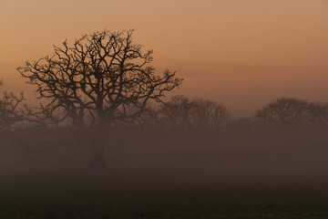 Tree with mist at twilight