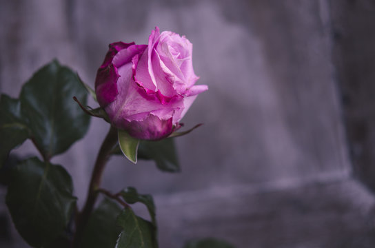 Eine Rose, Hintergrund beschreibbar