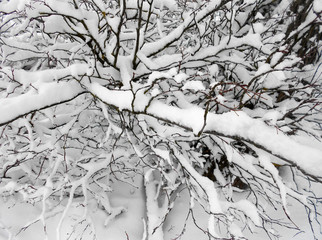 
winter. bushes under the snow