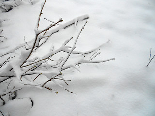 
winter. bushes under the snow