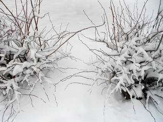 
winter. bushes under the snow