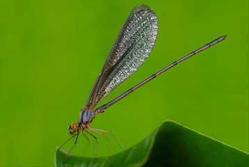 Little damselfly