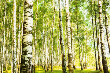 Fototapeta na wymiar summer in sunny birch forest