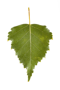 Birch leaf. Isolated on white, clipping path