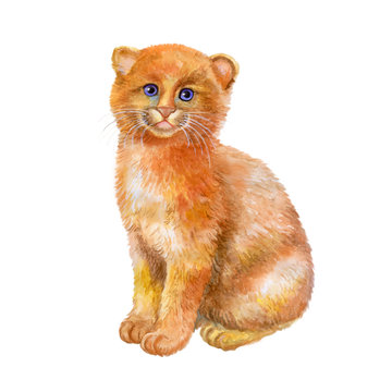 Watercolor portrait of rare exotic Jaguarundi kitten isolated on white background. Hand drawn detailed sweet home pet. Bright colors, realistic look. Greeting card design. Clip art. Add your text