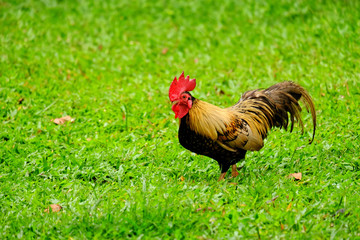 Little rooster, or dwarf male chicken in grass, searching for food, but stopped a moment and looking at the camera