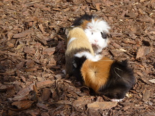 Cute little guinea pigs