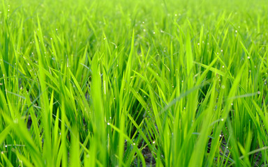 Fototapeta na wymiar Beautiful green rice plant, in rice field. The plant is still young and look like group of grasses.