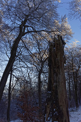 snow covered trees and blue sky