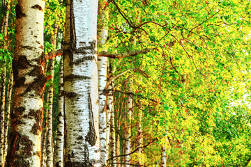 summer in sunny birch forest