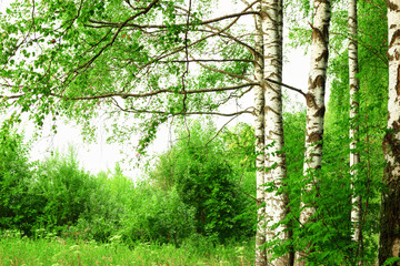 Fototapeta premium summer in sunny birch forest