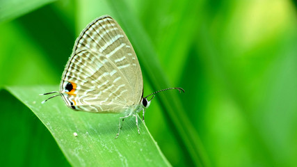 Gray butterfly perching on leaf