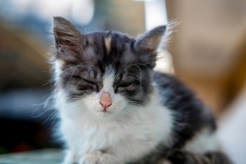 Cute white and black cat, sleeping peacefully, with eye closed