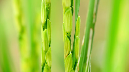 Close up photo of green rice grain in rice plants, vertically aligned