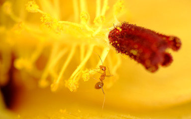 Little red ant exploring flower petal, the size of ant is miniscule compared to the flower