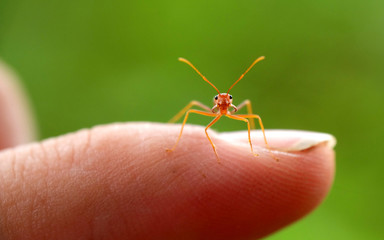 tiny and cute red ant standing in human's index finger. Pay attention to the camera