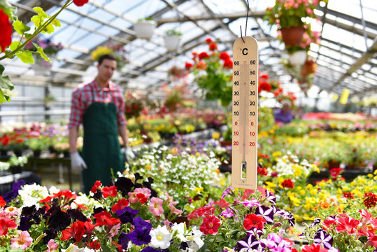 Gewächshaus mit Blumen einer Gärtnerei, Closeup mit Fokus auf Thermometer