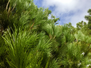 Natural green pine trees over sunny blue sky outdoors background