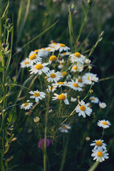 Organic chamomille flowers.Summer field in sunset colors.  Daisy-like plants in the sunset colors - 133337780